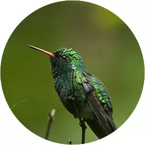Golden-crowned emerald