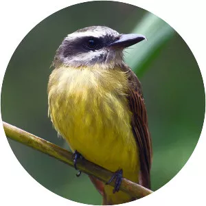 Golden-crowned flycatcher
