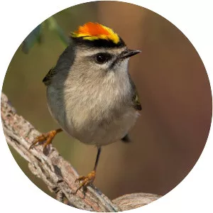 Golden-crowned kinglet - Birds