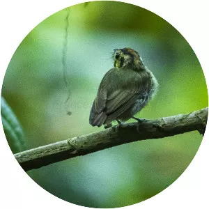 Golden-crowned spadebill