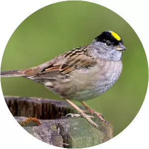 Golden-crowned sparrow - Birds