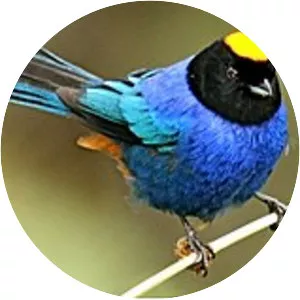 Golden-crowned tanager - Bird