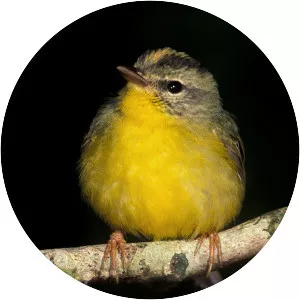 Golden-crowned warbler