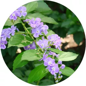 Golden Dewdrop - Plants