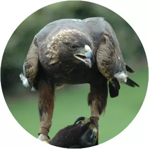 Golden eagle - Bird