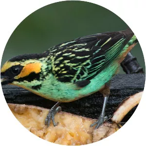 Golden-eared tanager