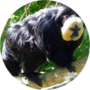 Golden-faced saki