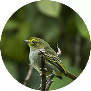 Golden-faced tyrannulet