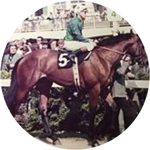 Golden Fleece - Horse