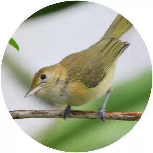 Golden-fronted greenlet - Bird