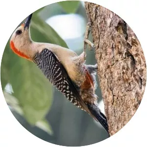 Golden-fronted woodpecker