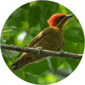 Golden-green woodpecker