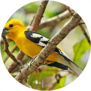 Golden grosbeak