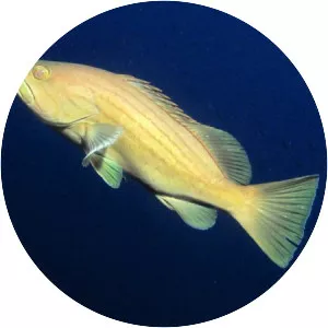 Golden grouper