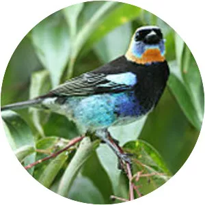 Golden-hooded tanager