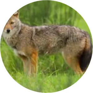 Golden jackal