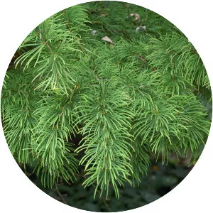 Golden Larch - Plants