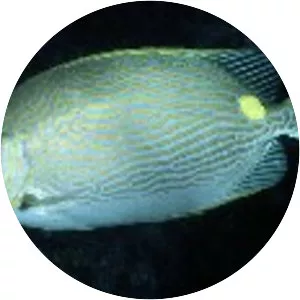 Golden-lined spinefoot