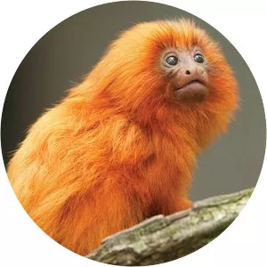Golden lion tamarin