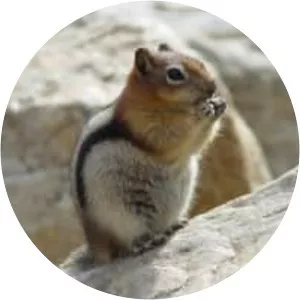 Golden-mantled Ground Squirrel