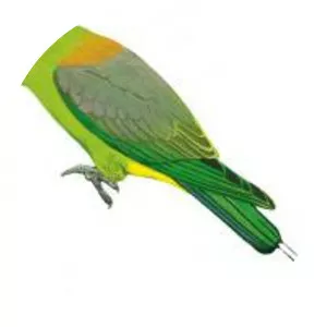 Golden-mantled racket-tail