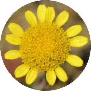 Golden marguerite