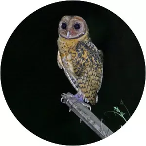 Golden masked owl