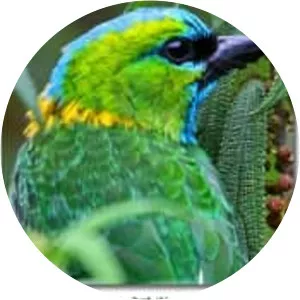 Golden-naped barbet