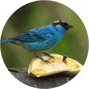 Golden-naped tanager