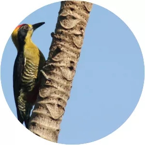 Golden-naped woodpecker