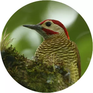 Golden-olive woodpecker