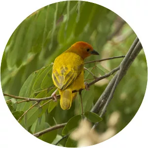 Golden palm weaver