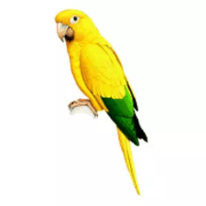 Golden parakeet