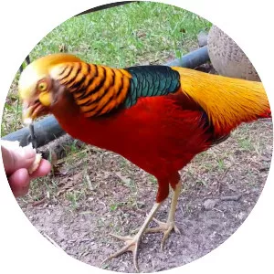 Golden pheasant