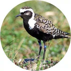 Golden plovers
