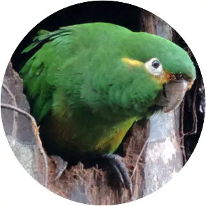 Golden-plumed parakeet