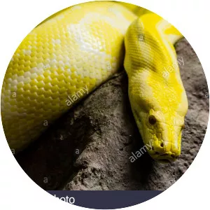 Golden Python