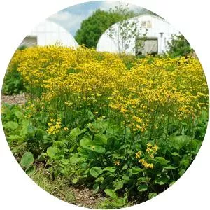 Golden ragwort