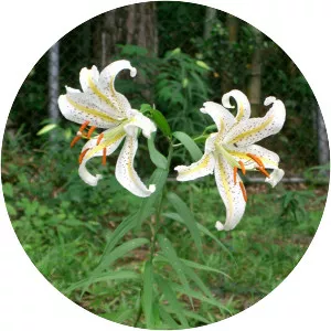 Golden-rayed lily - Plants