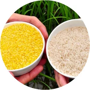 Golden rice - Food