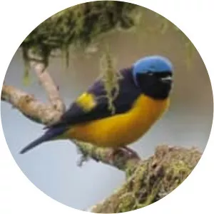 Golden-rumped euphonia