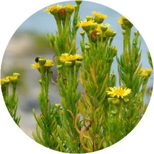 Golden samphire