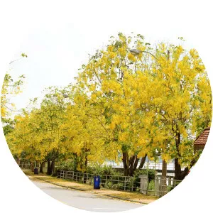 Golden shower tree