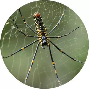 Golden silk orb-weavers