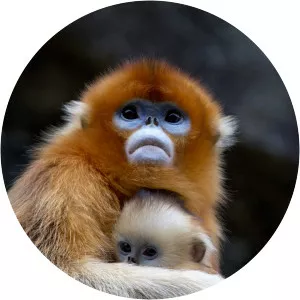 Golden snub-nosed monkey