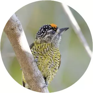 Golden-spangled piculet - Bird
