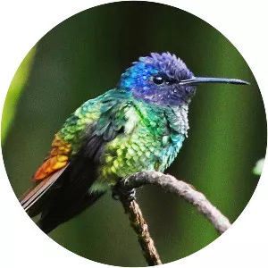 Golden-tailed sapphire