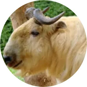 Golden takin