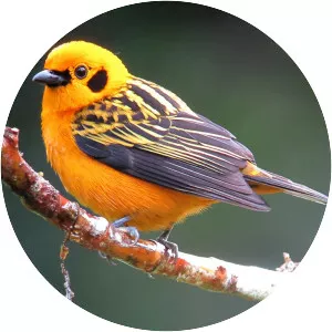 Golden tanager