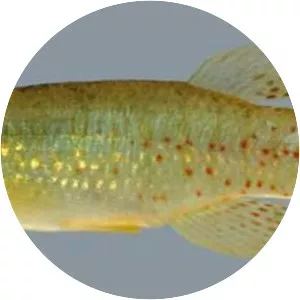 Golden topminnow - Fish